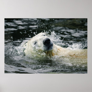 Póster Aqua Aura del oso polar
