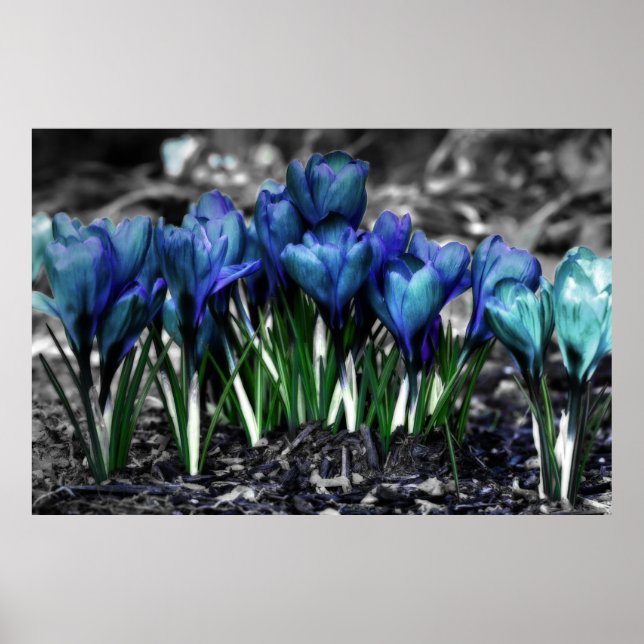 Póster Aqua Blue Crocus Blooms (Frente)