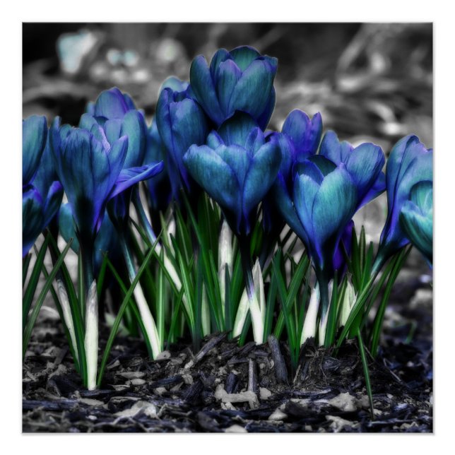 Póster Aqua Blue Crocus Blooms (Anverso)