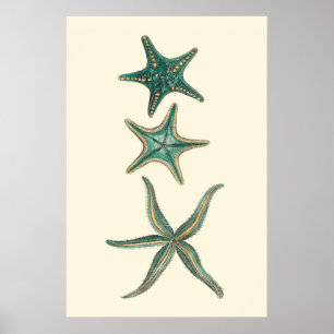 Póster Aquamarine Triple Starfish