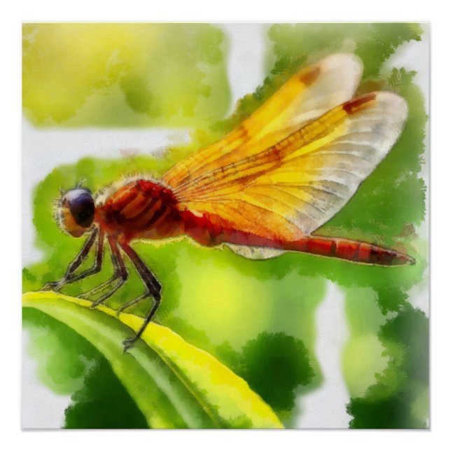Póster Aquarelle, Libellule (Anverso)