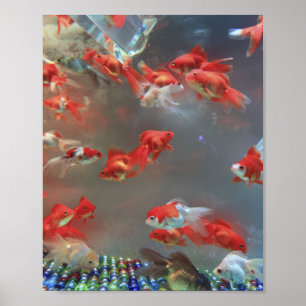 Póster Aquarium Marble Fish