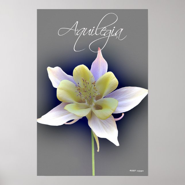 Póster Aquilegia (Frente)