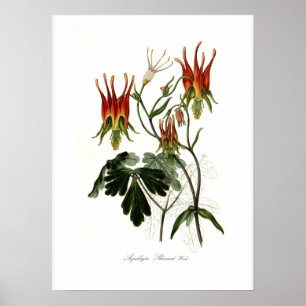 Póster Aquilegia skinneri