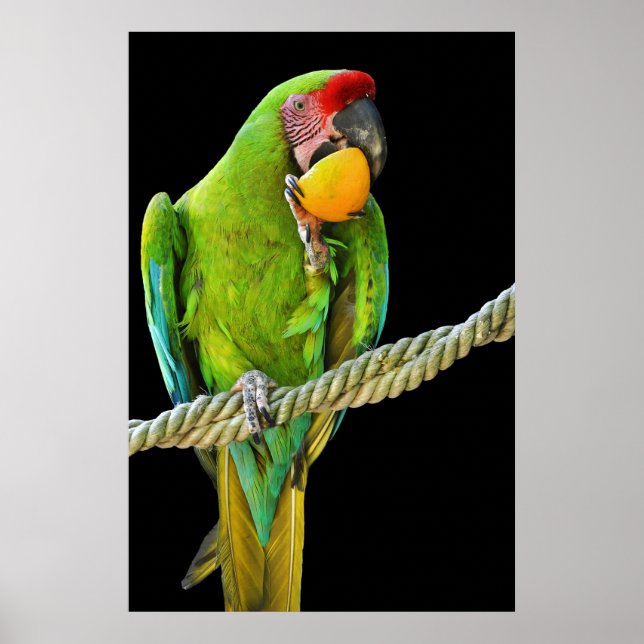 Póster Ara Militaris Green Parrot (Frente)