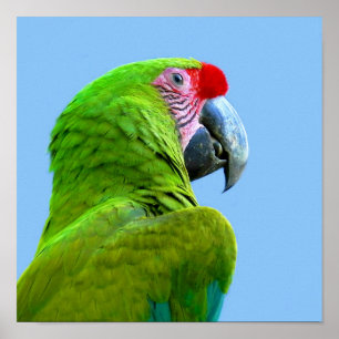 Póster Ara Militaris Green Parrot