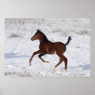 Póster Arab Foal in the Snow