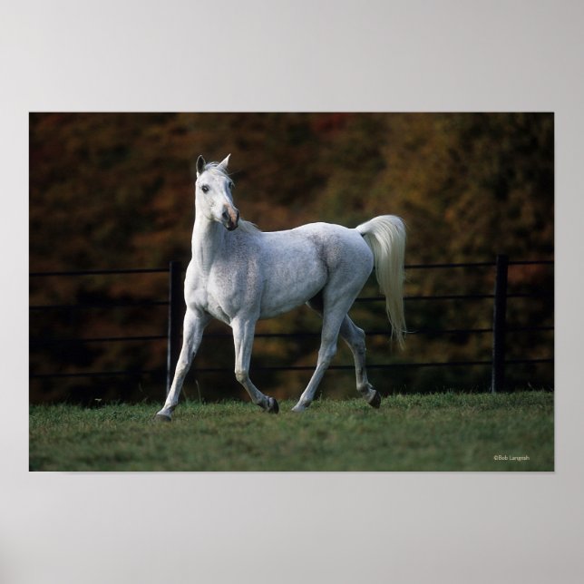 Póster Arab Horse Running 1 (Frente)