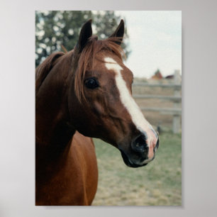 Póster Árabe en Pasture