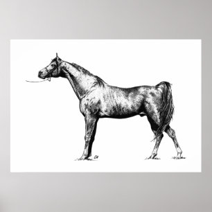 Póster Árabe en Pen & Ink
