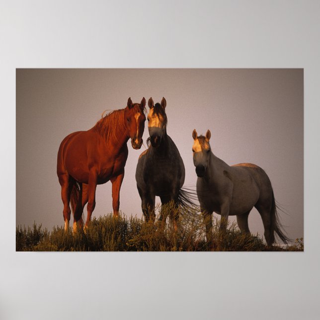 Póster Árabes al atardecer (Frente)