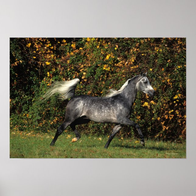 Póster Árabes corriendo: Otoño (Frente)