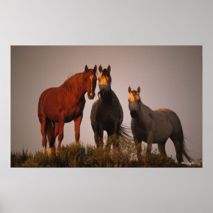 Póster Árabes en la puesta del sol