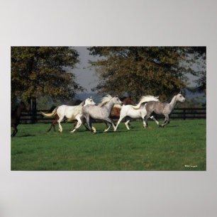 Póster Árabes que corren en campo