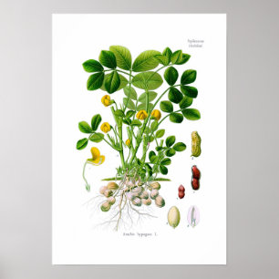 Póster Arachis hipogaea (cacahuete)