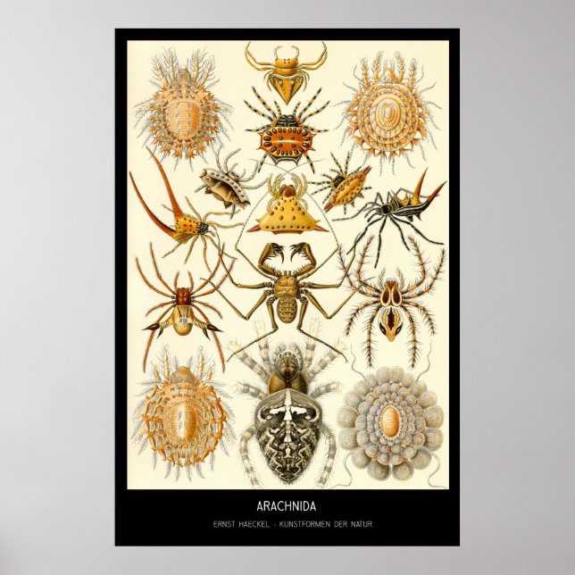 Póster Arachnida - Plate 58 - Kunstformen der Natur (Frente)