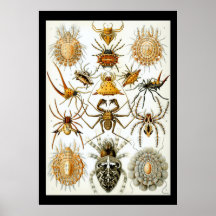 Aracnidos de Ernest Haeckel poster