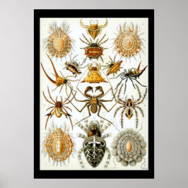 Póster Aracnidos de Ernest Haeckel poster