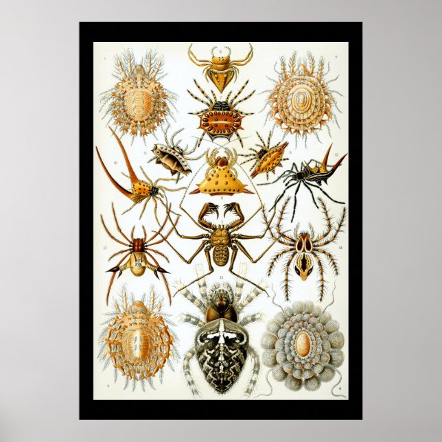 Póster Aracnidos de Ernest Haeckel poster (Frente)