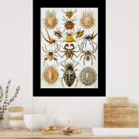Arácnidos de Haeckel ilustración vintage de araña