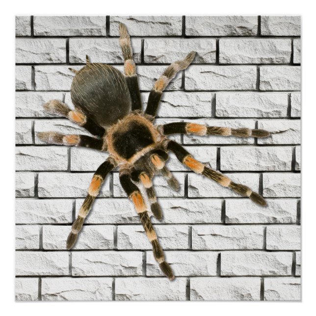 Póster araignée mygale (Brachypelma smithi).  (Anverso)