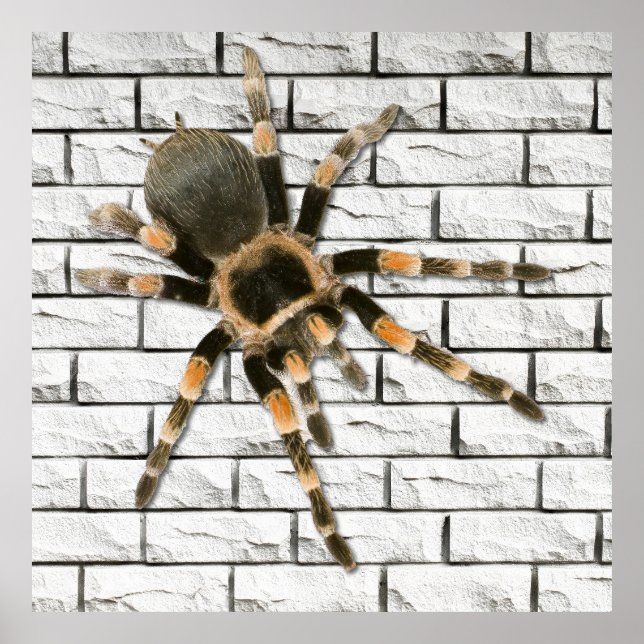Póster araignée mygale (Brachypelma smithi).  (Frente)