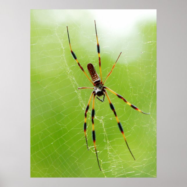 Póster Araña amarilla y negra (fondo verde) (Frente)