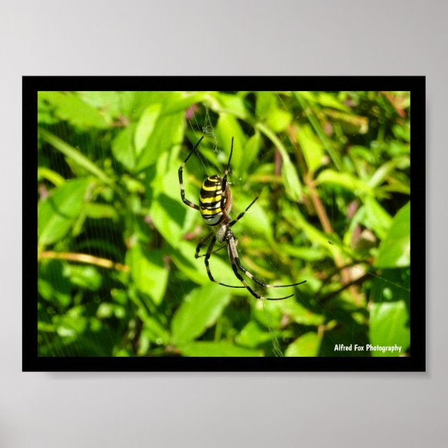 Póster Araña Avispa en el Verde (Frente)