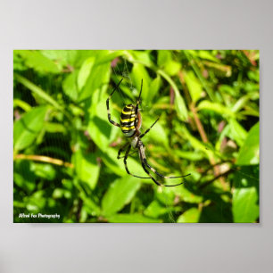 Póster Araña Avispa en el Verde