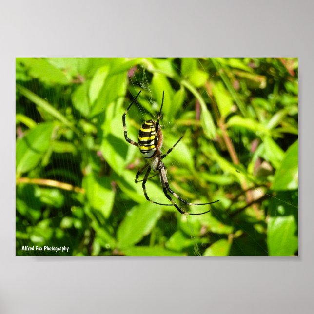 Póster Araña Avispa en el Verde (Frente)