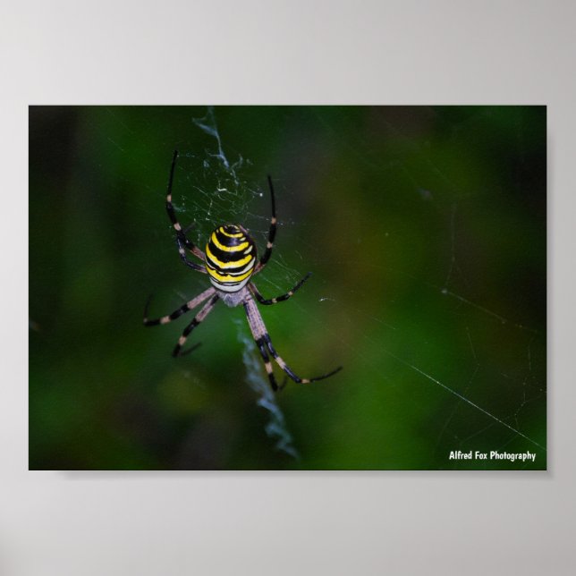 Póster Araña Avispa, Tejedora de Orbes (Frente)