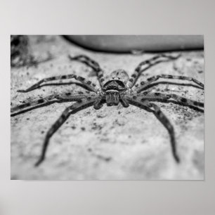 Póster Araña cazadora