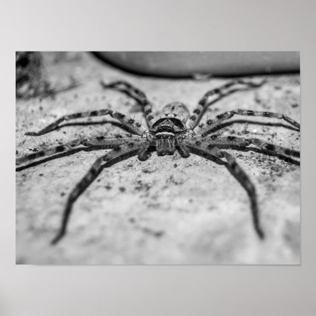 Póster Araña cazadora (Frente)