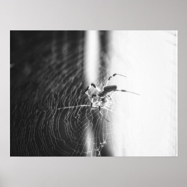 Póster Araña Cuta Tejidos | Araña Lover Gift (Frente)