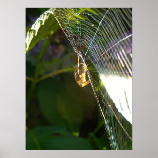 Póster Araña de dangeling