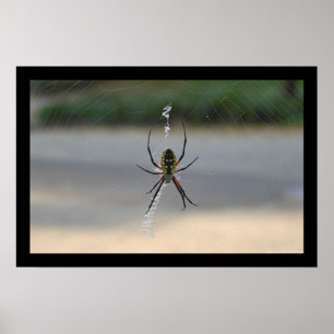 Póster Araña de escritura (Argiope Aurantia)