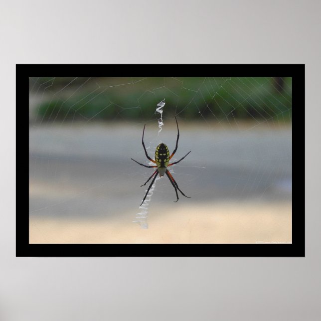 Póster Araña de escritura (Argiope Aurantia) (Frente)