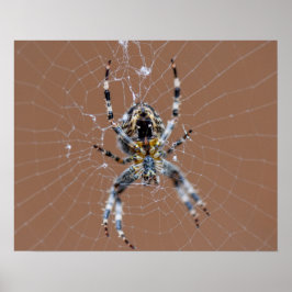 Póster Araña de jardín