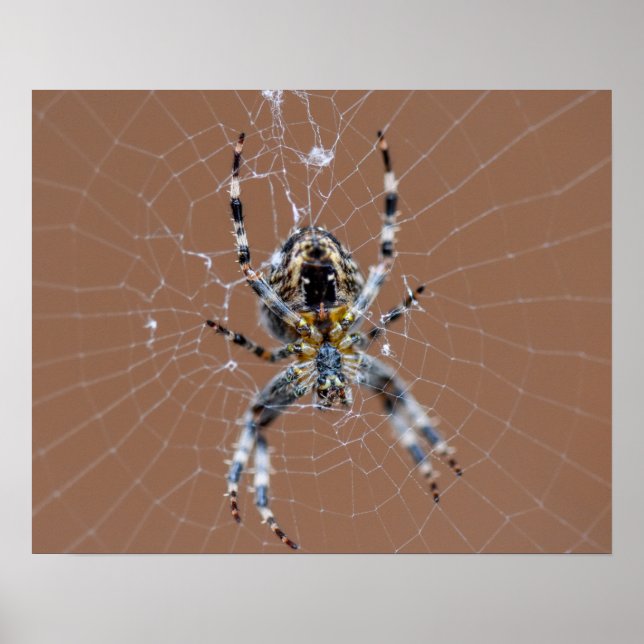 Póster Araña de jardín (Frente)