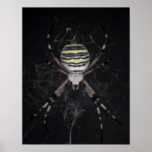 Póster Araña de jardín con bandas doradas   Araña Aovers 