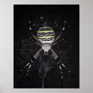 Póster Araña de jardín con bandas doradas | Araña Aovers