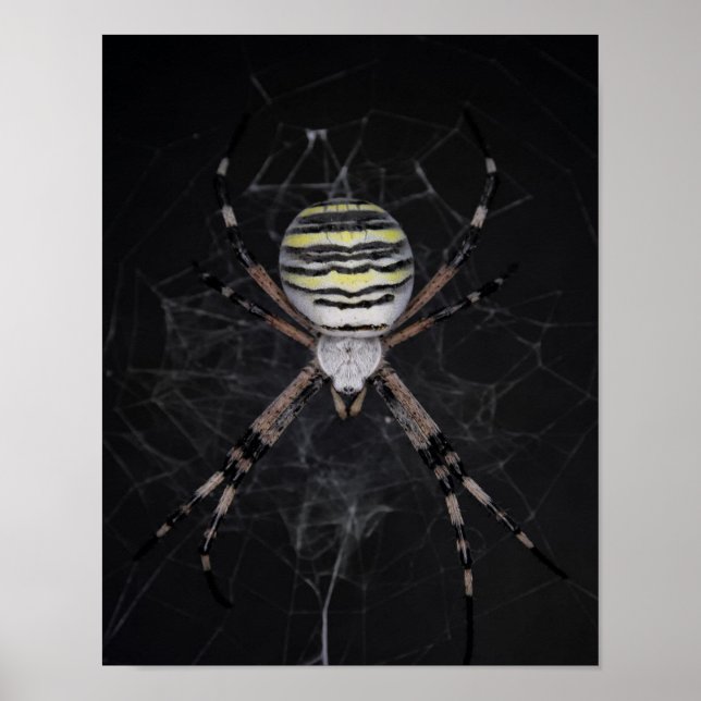 Póster Araña de jardín con bandas doradas | Araña Aovers  (Frente)
