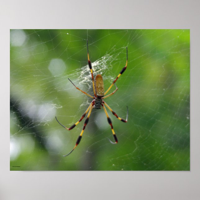 Póster Araña de jardín negro y amarillo (Frente)