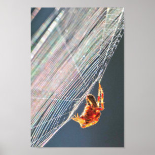 Póster Araña de Orb en Red 