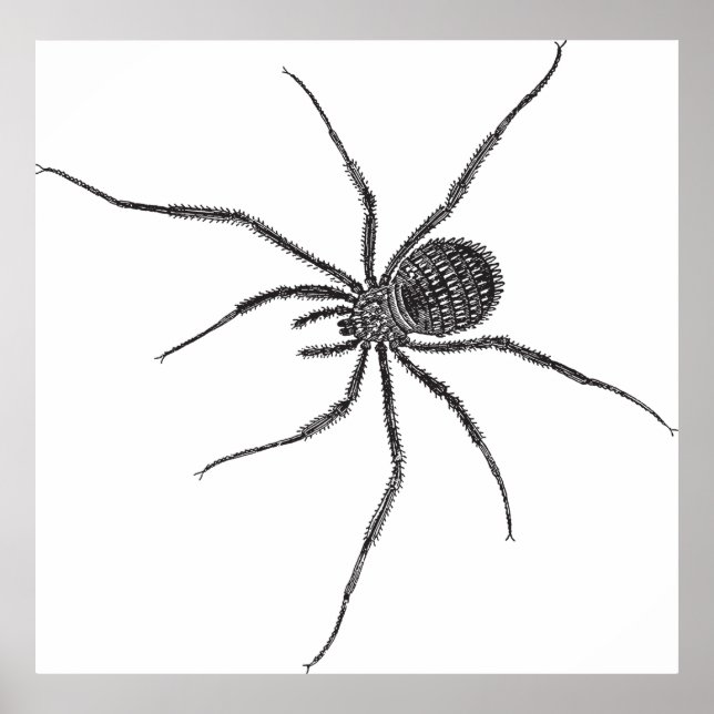Póster Araña de pierna larga (Frente)