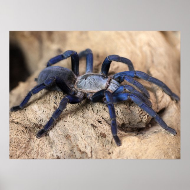 Póster Araña de Tarantula Azul de Cobalto (Frente)