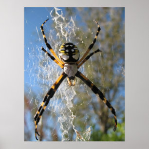 Póster Araña del Argiope