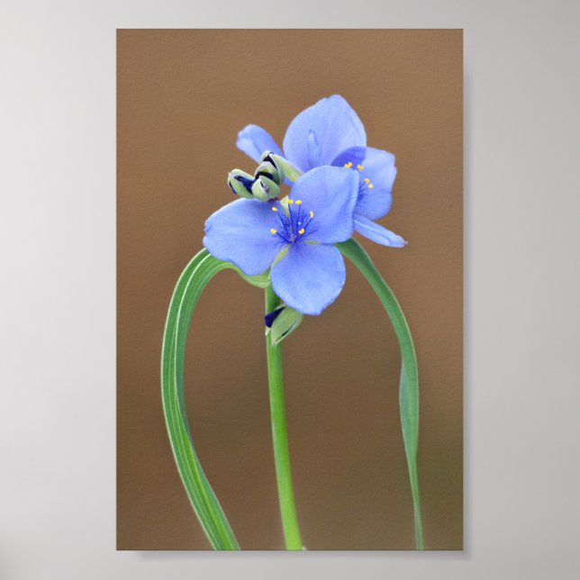 Póster Araña del cierre de la flor (Frente)