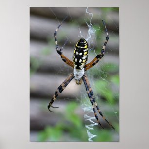 Póster Araña del plátano