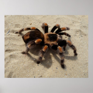 Póster Araña del Tarantula de Flameknee del mexicano